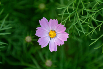 pink cosmos flower in the park