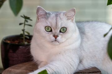 cat looking at flowers on the wood