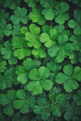 Close-up of vibrant green clover leaf background, countryside, eco, botany