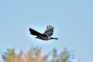 crow in flight