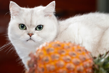 Naklejka premium a white cat on the desk