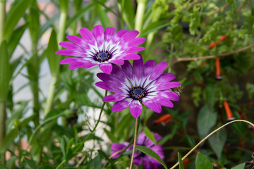 Osteospermum Cape Daisy Pink bicolor