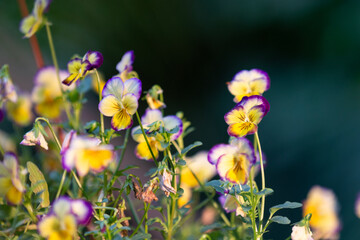 pansy flowers in the garden