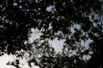 薄暗い空と葉のシルエット