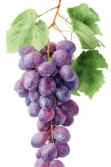 Fototapeta premium Lush purple grapes hang like a watercolor dream, evoking Bacchanalia festivities, autumn harvest traditions, and antioxidant whispers