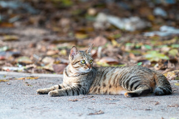 chinese demostic cat looking at camera
