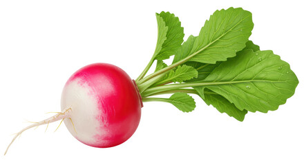 Isolated Radish Vegetable