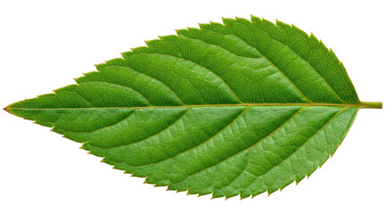 Isolated Green Leaf Detailed Veins Texture