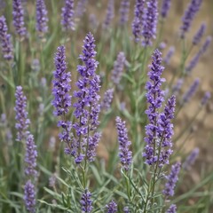 A fragrant bundle of purple lavender blossoms , spa, closeup