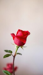 A single red rose, petals unfurled, against a soft, blurred background, passion, beauty