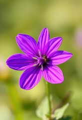 Fototapeta premium A vibrant purple flower, delicately adorned with a tiny insect, nature, wildlife