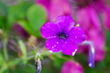 Fototapeta premium morning glory blooming in the park