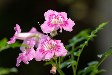 Fototapeta premium pink flowers on black background