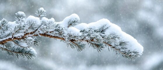 Snow covered pine branch shows winter scenery, evoking tranquility.