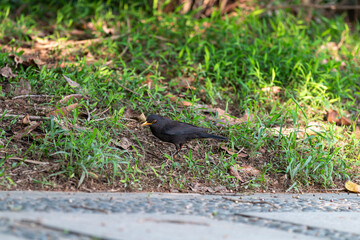 black bird on the grass