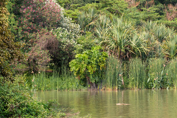 landscape of lake in park