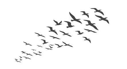 flock of birds flying in formation against transparency background creates serene and peaceful atmosphere