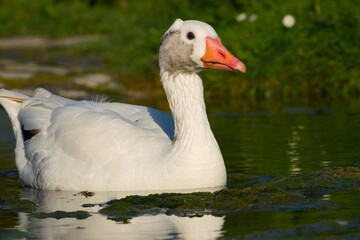 white greylag goose is floating on water close-up