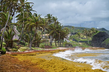 Bathsheba beach at the east coast of Barbados