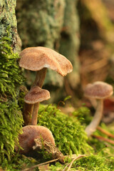 Grzyby na pniu drzewa