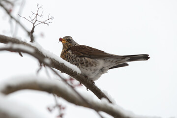 A close-up of a fieldfare sitting on a snow-covered tree branch, holding a red berry in its beak. The bird has a grey head, brown back and wings, and a light belly with dark spots. 