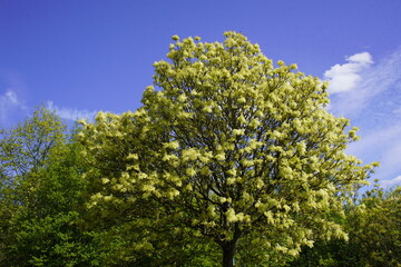 The silver wattle (Acacia dealbata), also known as false mimosa, belongs to the large genus Acacia...