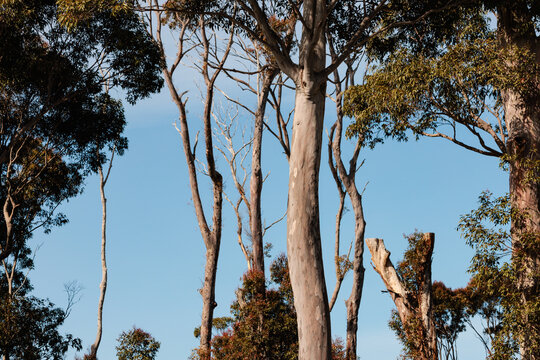 Portrait of large eucalyptus trees and branches stretching into the blue sky.