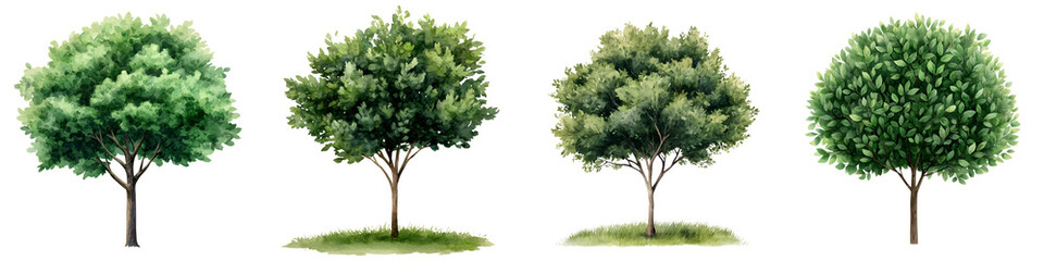 Fototapeta premium Lush green trees in a natural landscape