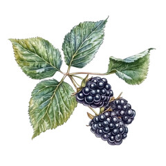 Blackberries growing on a branch surrounded by green leaves in a natural setting during daytime