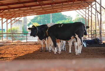 Dairy Cows Relaxing Peaceful Farm Pen Warm Afternoon Pastoral Natural Rural Agriculture