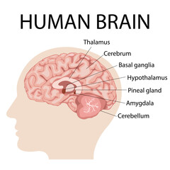 Medical infographic for poster, education, science, and medicine