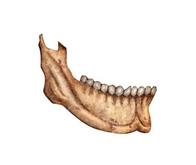 Human jaw bone front watercolor illustration. Evil, creepy, terrible. Day of the Dead, Halloween, Dia de los muertos. Isolated from background. Ideal for medical, educational or themed designs.