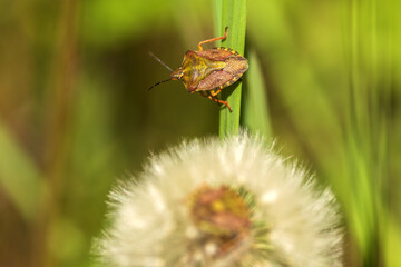 dragonfly on a flower