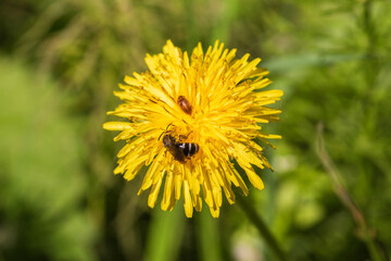 yellow dandelion flower
