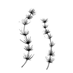 Seaweed, black and white ink sketch. Vector illustration. The underwater world of the ocean and the leaves of plants are isolated on a white background. Linear drawing in a simple style