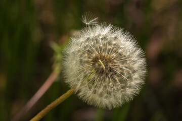 Obraz premium dandelion on green background