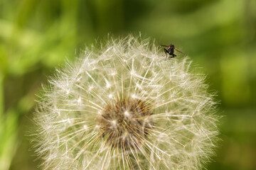 dandelion on green background
