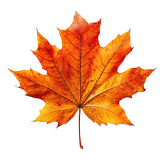 Obraz premium Isolated autumn maple leaf on black background fall season nature image on transparent background