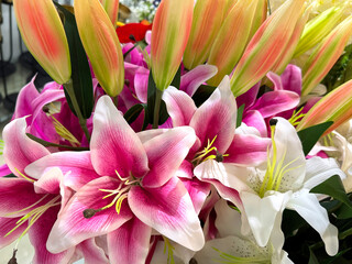 Close Decorative Pink Easter Lily