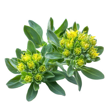 Rhodiola rosea plant with yellow flowers growing in bright light environment during spring season