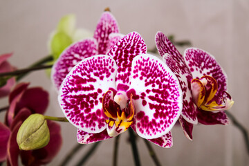 Orchid Doritenopsis. Orchid flower spotted coloration