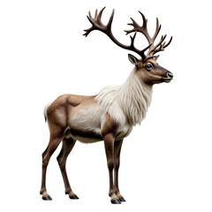 Fototapeta premium Brown Deer with Large Antlers, White Fur with Transparent Background