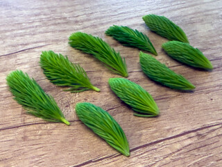 Nine fresh spruce tips arranged in rows on a wooden surface. Young green conifer shoots used for...