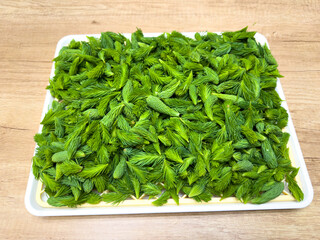 Fresh spruce tips spread out on a drying tray. Green conifer shoots rich in vitamin C, commonly...