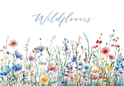 Banner with watercolor wildflowers. Romantic wildflowers with leaves and blossoms on a white background in watercolor technique. Romantic summer flora elements in rustic style.