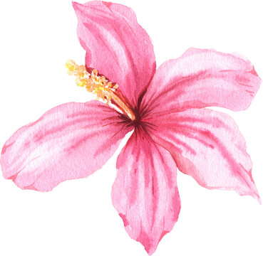 Watercolor hand painted tropical flower. Bright jungle exotic clip art perfect for summer wedding invitation and party card making