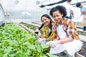 Young men and women in an organic vegetable plot.  Two Women works at vegetables garden.