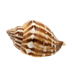 Fototapeta premium Striped seashell isolated on white on transparent background