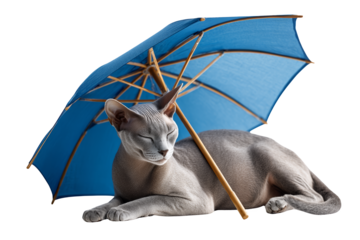 Relaxed cat enjoying shade under blue umbrella indoor setting pet photography cozy environment close-up view adorable concept for cat lovers