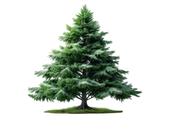 Planting green evergreen tree growth forest environment nature photography lush greenery close-up perspective sustainability concept